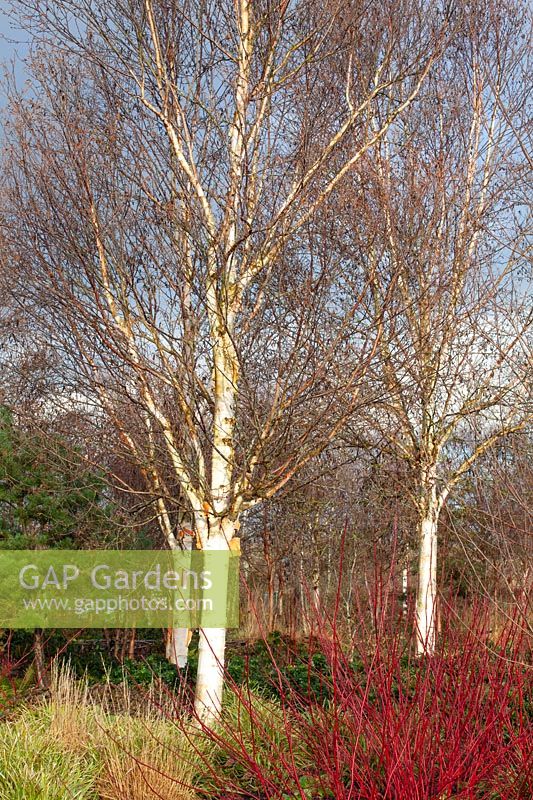 Birch and dogwood in winter, Betula, Cornus sanguinea 