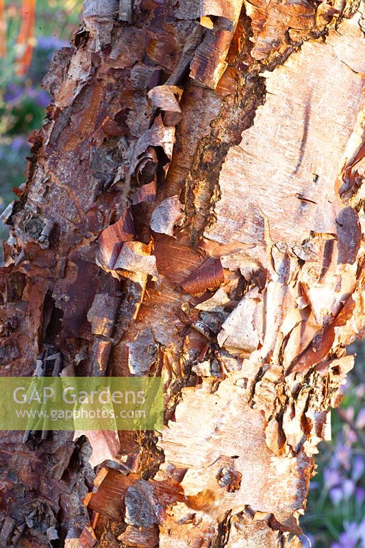 Bark of a birch, Betula nigra Heritage 