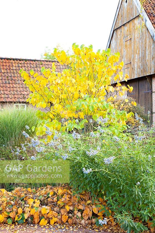 Autumn bed with Cercis canadensis Avondale, Salvia uligunosa, Hosta 