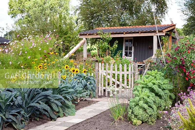 Vegetable garden with Tuscan palm cabbage and kale, Brassica oleracea Nero di Toscana 