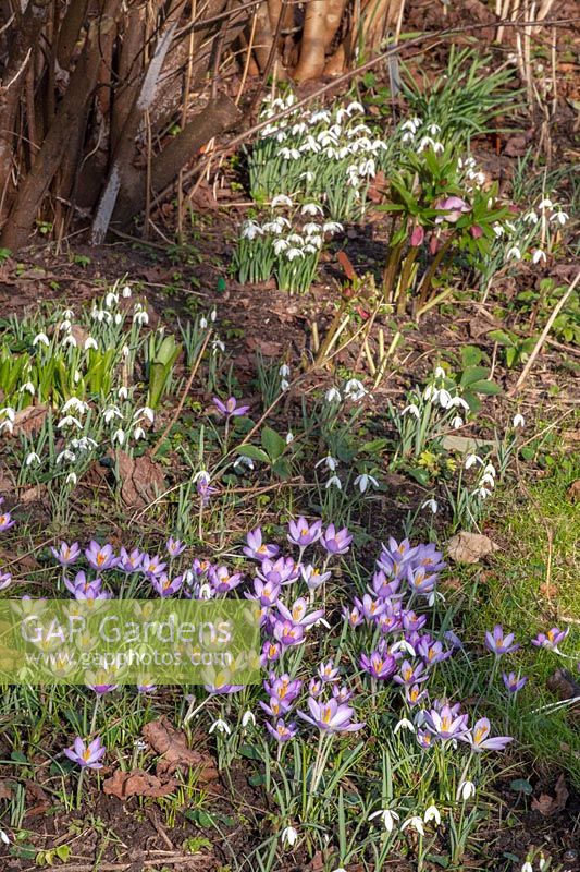 Snowdrops and crocuses in February, Galanthus, Crocus tommasinianus 