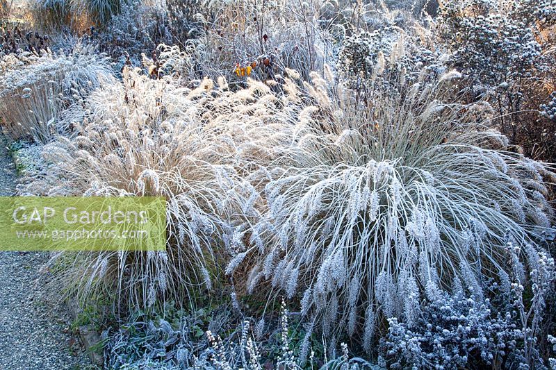 Winter bed with frost, Pennisetum alopecuroides 