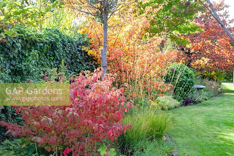 Autumn garden with Viburnum plicatum Newport, Hamamelis intermedia Arnold Promise, Cercis canadensis Forest Pansy 