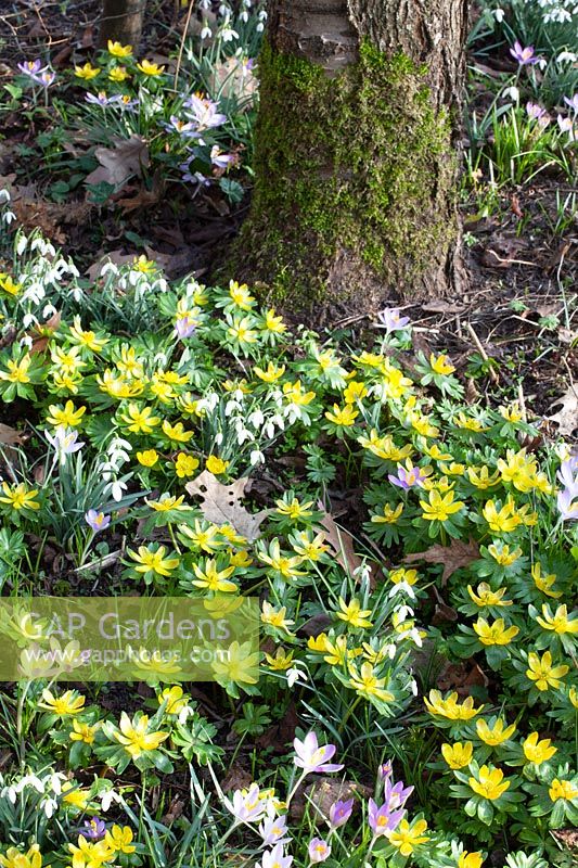 Winter aconites and snowdrops under a tree, Eranthis hyemalis, Galanthus 