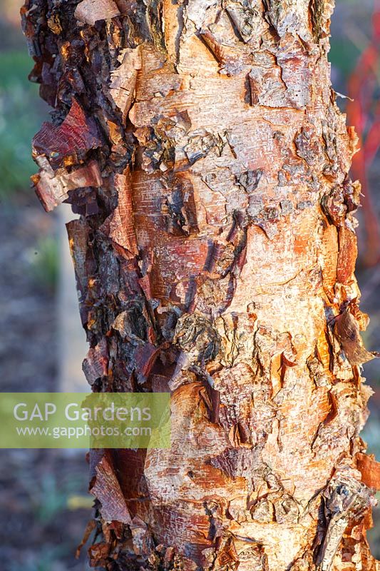 Bark of a birch, Betula 