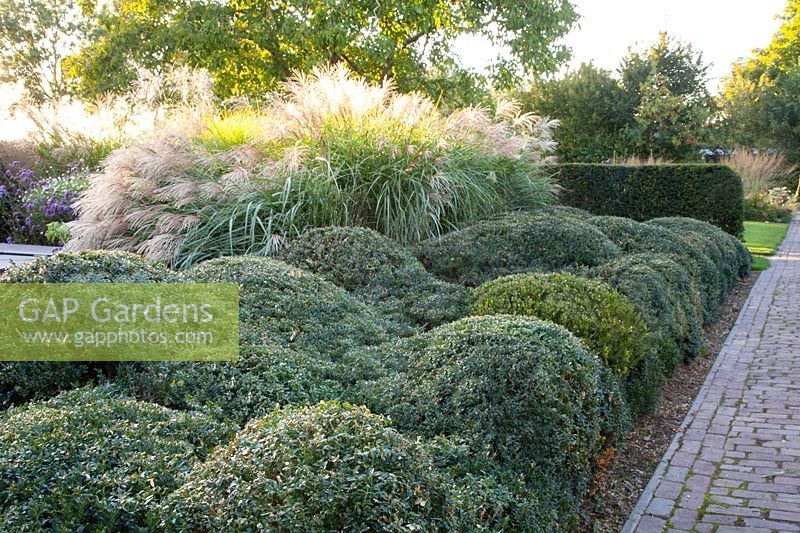 Boxwood Topiary and Chinese Silver Grass 