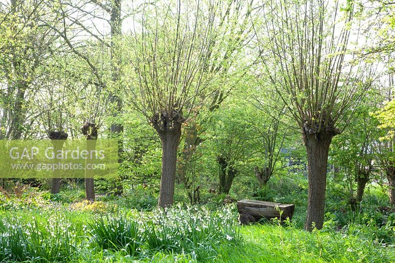 Natural garden with summer turret, Leucojum aestivum 