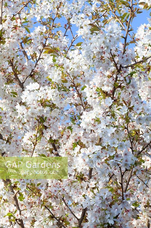 Flowers of the Japanese ornamental cherry, Prunus serrulata Jo-Nioi, Japanese Cherry Blossom, Prunus serrulata Jo-Nioi 