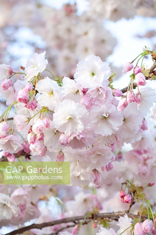 Flowers of the Japanese ornamental cherry, Prunus serrulata Shogetsu 