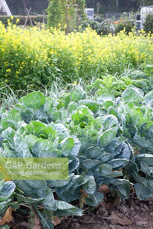 Brussels sprouts in the vegetable garden 
