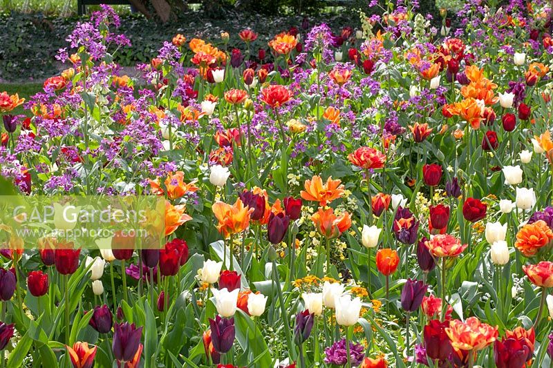 Bed with tulips, Tulipa Havran, Tulipa Ronaldo, Tulipa National Velvet, Tulipa City of Vancouver, Lunaria annua 