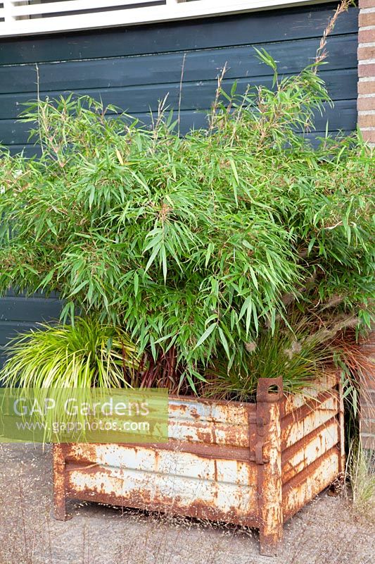 Bamboo in vintage container, Fargesia nitida Rufa 