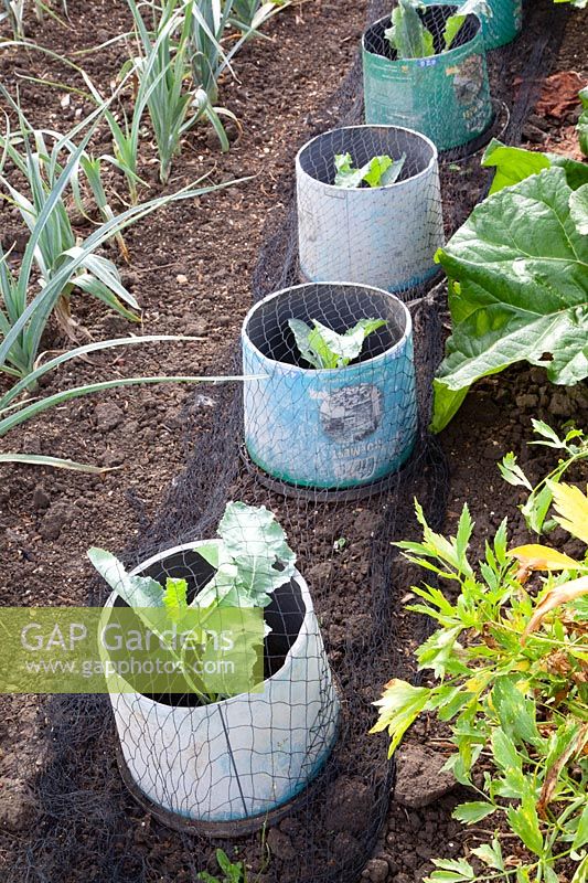Snail protection and bird deterrent for young cabbage plants 