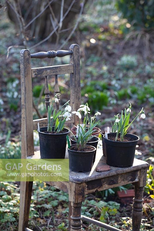 Snowdrops in pots on a chair 