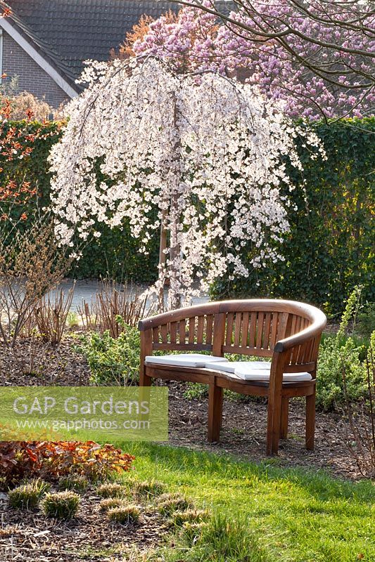 Seating area with weeping spring cherry, Prunus subhirtella Pendula 