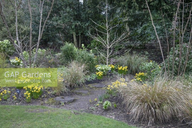 Winter border with 'Tete a Tete narcissus' and grasses at Winterbourne Botanic Gardens, February