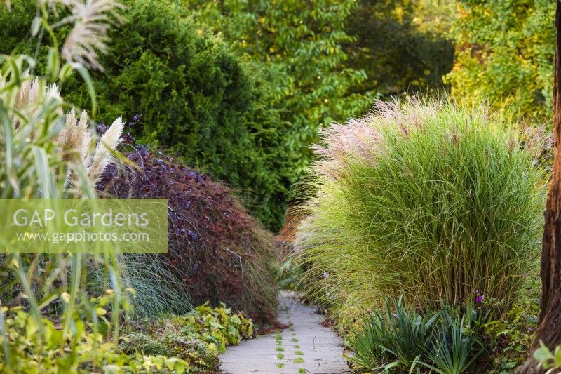 Paved path beside Miscanthus.