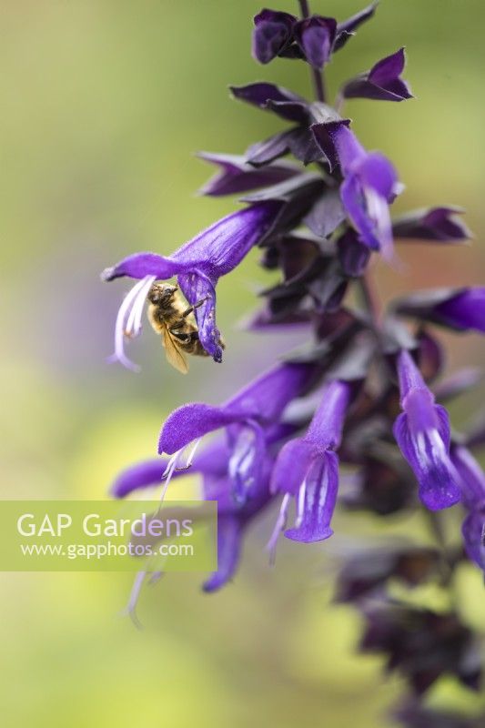 Salvia 'Amistad' with a bee