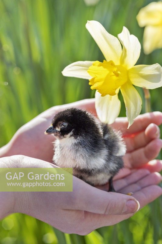 Scots Dumpy chick with daffodil in child's hands.