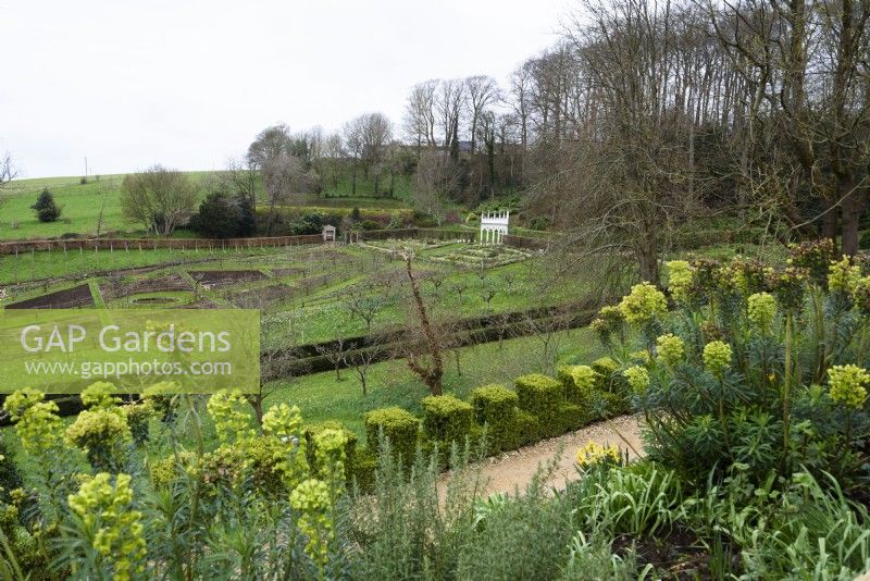 View across euphorbias and clipped box to the geometric kitchen garden and the Exedra at Painswick Rococo Garden in Gloucestershire in March
