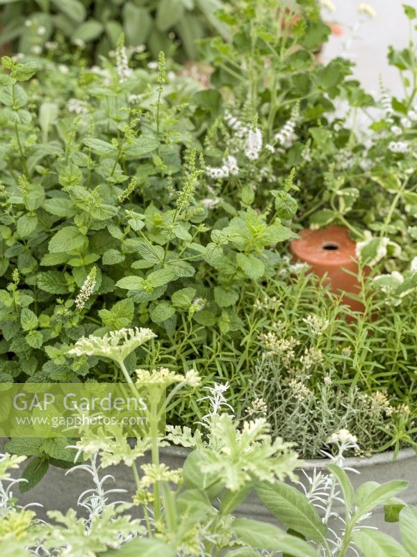 Caption Mentha suaveolens dominating a container of mixed herbs. In foreground, another pot of scented-leaved Pelargonium with silver-leaved curry plant, summer June
