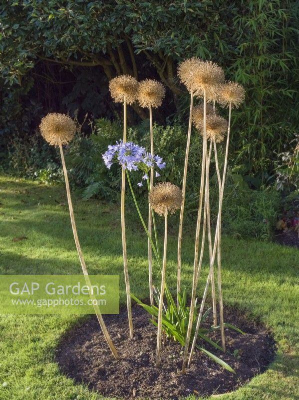 Allium giganteum seedheads and blue agapanthus in small circular bed