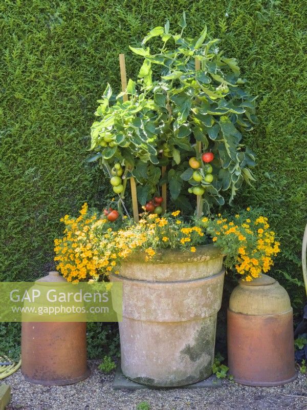 Tomatoes growing in container with Tagetes tenuifolia