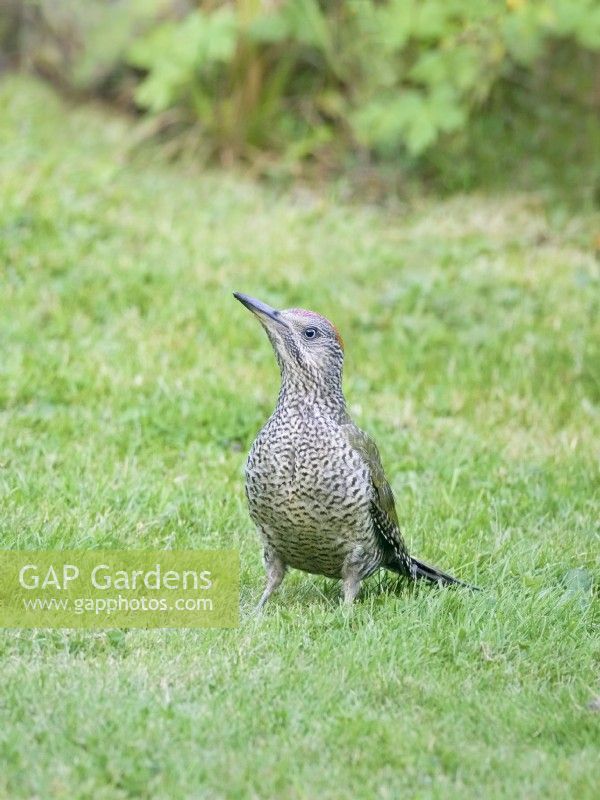 Picus viridis - Juvenile Green Woodpecker searching for ants in lawn