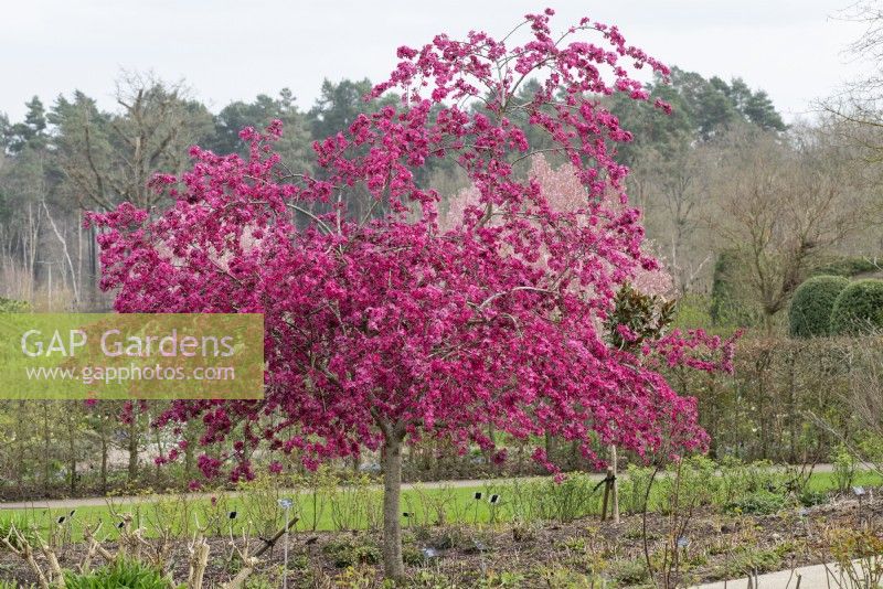 Malus Cardinal - Crab Apple in blossom at RHS Wisley