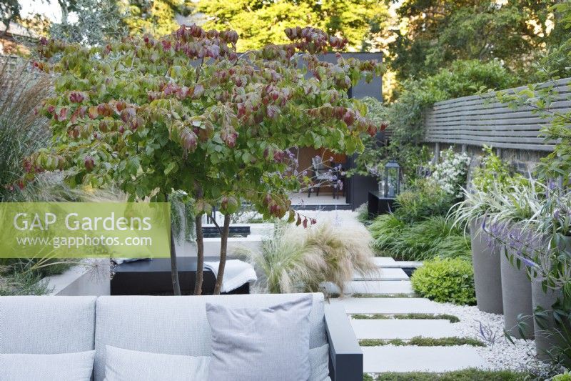 View of the seating area in this city garden with multi stem Parrotia persica providing dappled shade and Thymus praecox 'Albiflorus' running between the paving stones leading to the zinc clad building.