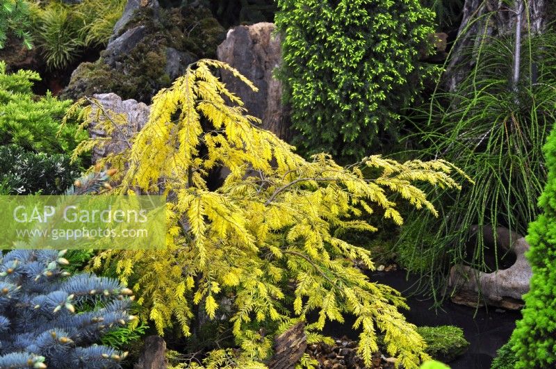Tsuga canadensis 'Aurea' in rock garden. May