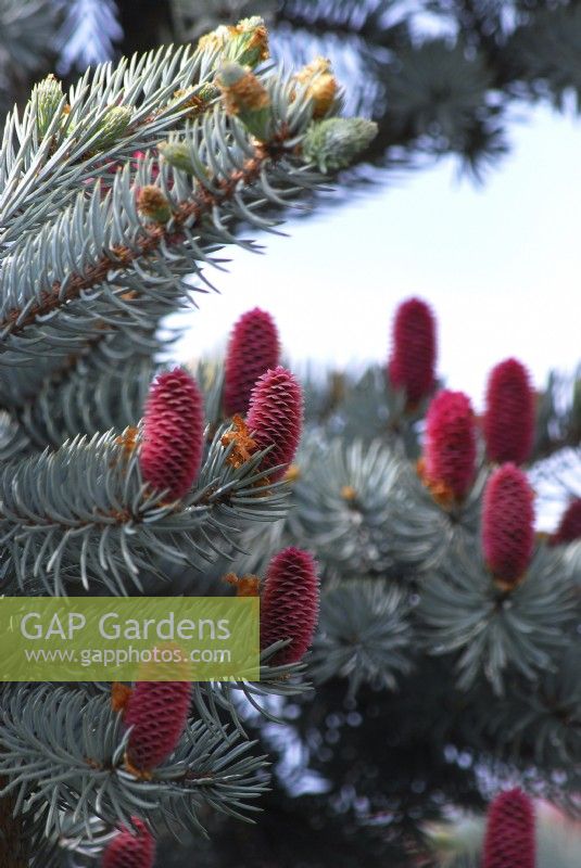 Picea pungens 'Hoopsii'. Needles of an intense silvery-blue color and new male red cones. May