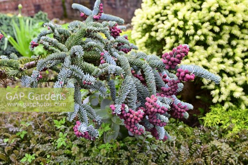 Abies procera 'Glauca Prostrata'- Noble fir with young red fruits and blue needles in spring garden. May