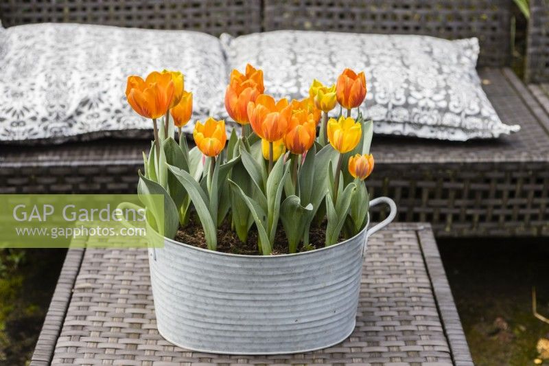 Tulipa 'Princess Irene' with Tulipa 'Ravana' planted in galvanised metal container and placed outside on all weather table. March. Spring. 