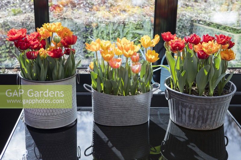 Three galvanised metal containers containing Tulipa 'Red Princess' and Tulipa Orange Princess (outer two) and Tulipa 'Princess Irene' and Tulipa 'Ravena' (central container), placed on glass table and situated in the conservatory. 
