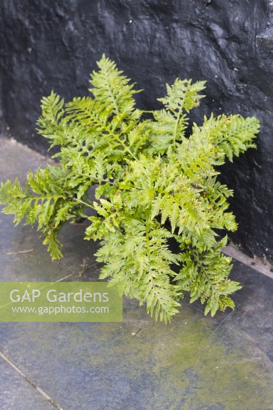 Polypodium australe 'Richard Kayse', also called Polypodium cambricum 'Richard Kayse'. March. Spring. Growing in plastic pot. 