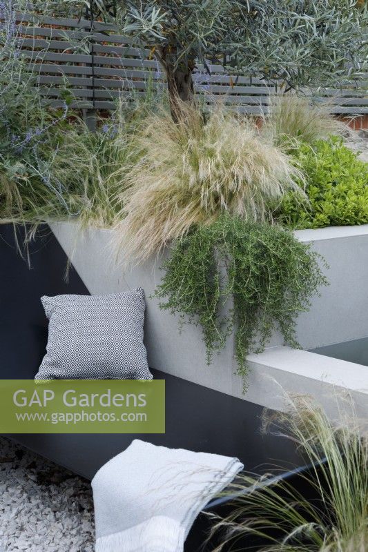 By the bespoke sunbed and the water feature, the planting in raised bed  includes Stipa tenuissima, Rosmarinus officinalis 'Prostratus Group', Pittosporum tobira 'Nanum' and an olive tree.
