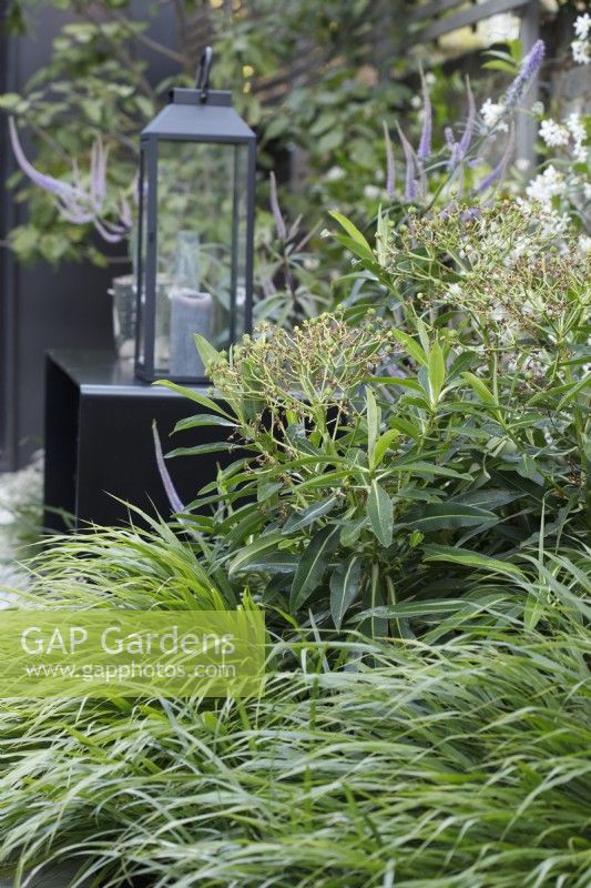 Hakonechloa macra and Euphorbia mellifera planted by the folded metal table