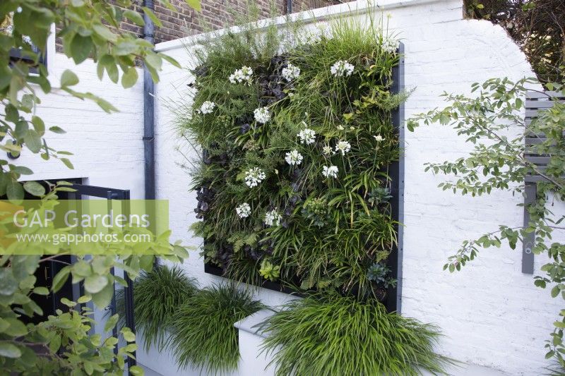 The green wall planting includes white Agapanthus, Salvia rosmarinus (Rosemary), Euphorbia amygdaloides var. robbiae and Sesleria, it is underplanted with clumps of the grass Hakonechloa macra.