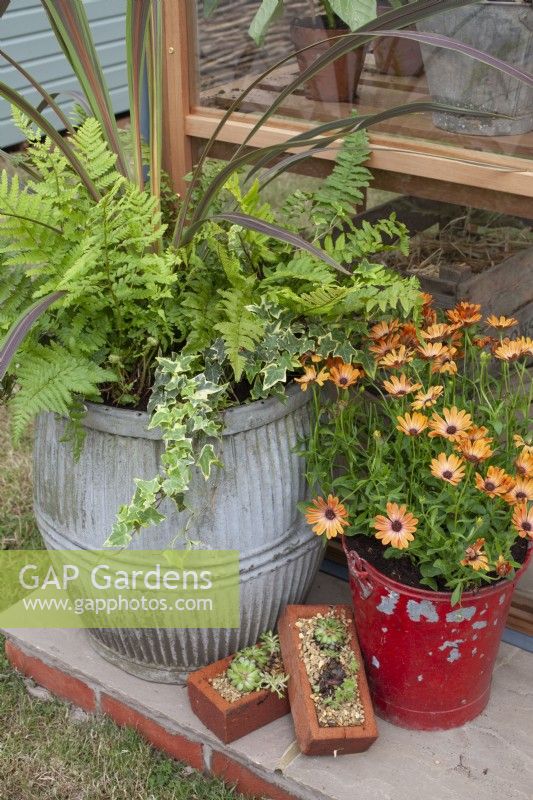 Large metal pot with foliage planting of fern, phormium and ivy. Old fire bucket planted with Osteospermum and bricks filled with gravel and sempervivum and sedum, July