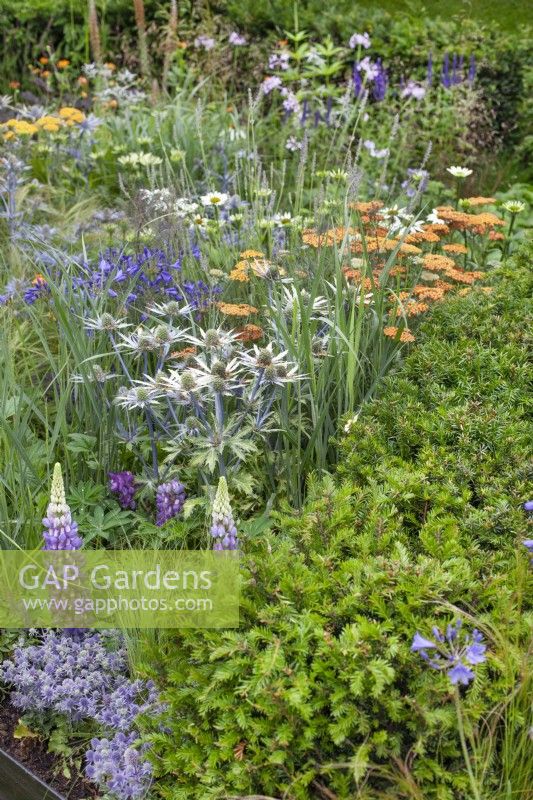 Mixed flowering perennials near a yew hedge, lupins in foreground with eryngium and orange achillea behind, July