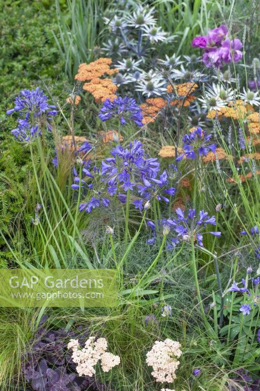 Agapanthus in a bed with orange Achilles and silver Eryngium, July