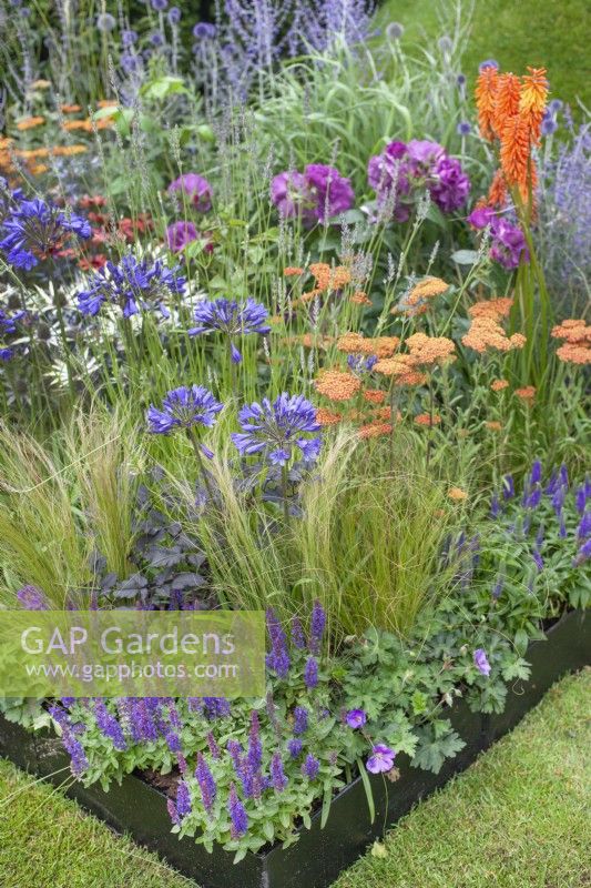 Corner of a metal raised bed filled with flowering perennials such as Agapanthus and Achillea along with ornamental grasses, July