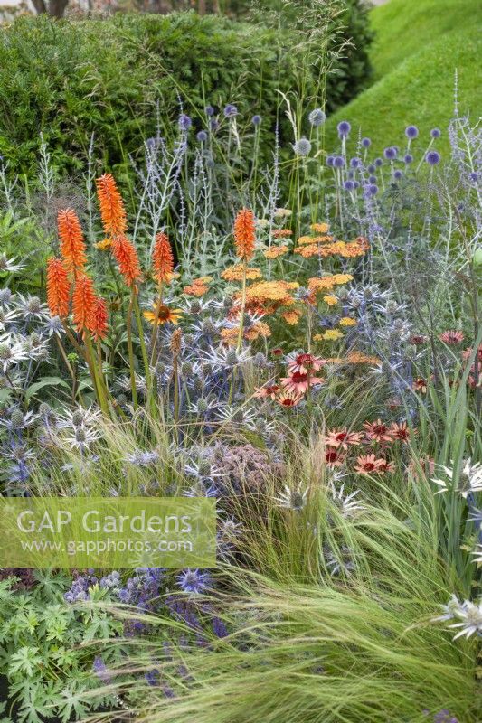 A bed of flowering perennials, including silver-blue Eryngium, pink Echinacea, orange Achillea and orange Kniphofia with ornamental grasses in the foreground, July