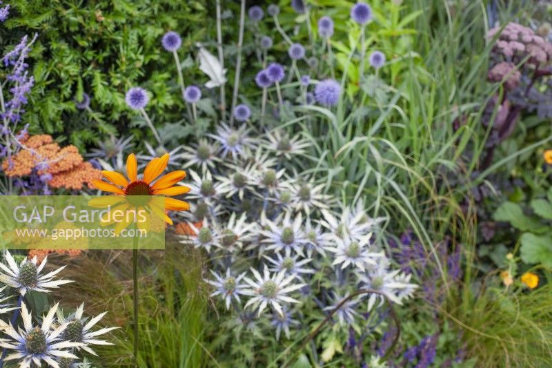 Mixed perennials such as silver Eryngium with orange Echinacea and Achillea, July