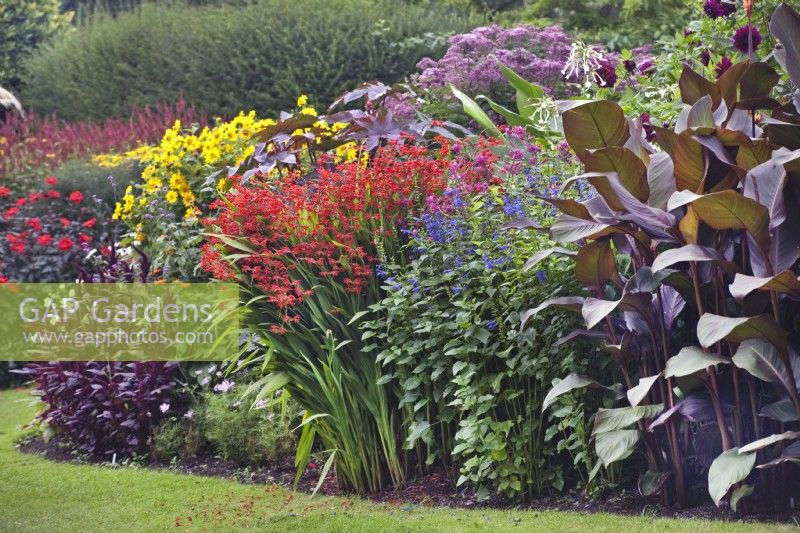 Mixed perennial border with Crocosmia, Salvia and Canna at Dorothy Clive Garden, August