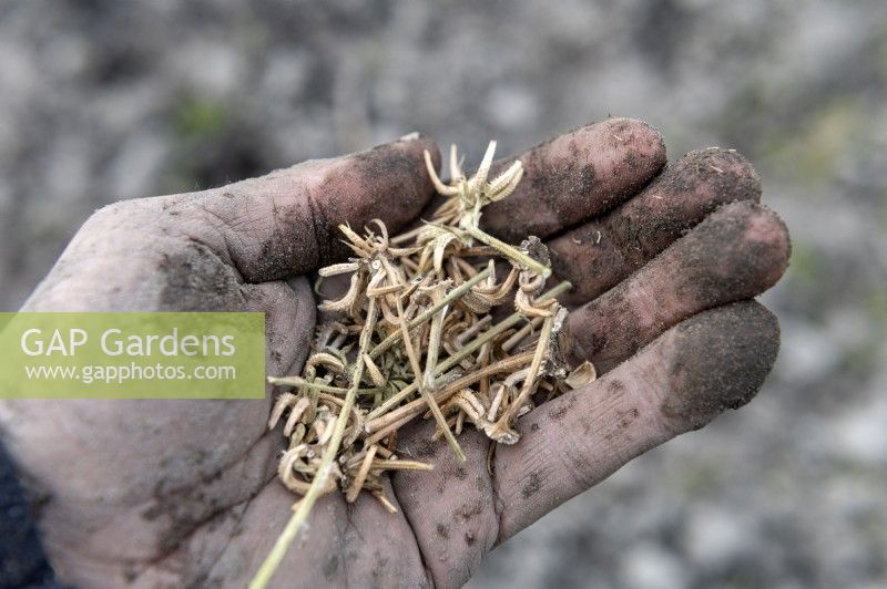 Dried calendula seeds in a muddied gardeners hand ready to be sown on an allotment. 
