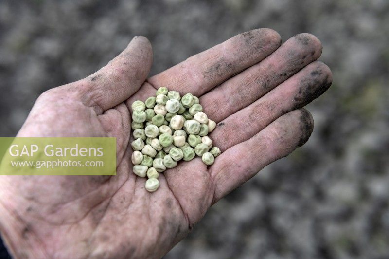 Pisum sativum 'Ambassador' pea seeds in a muddied gardeners hand ready to be sown on an allotment. 