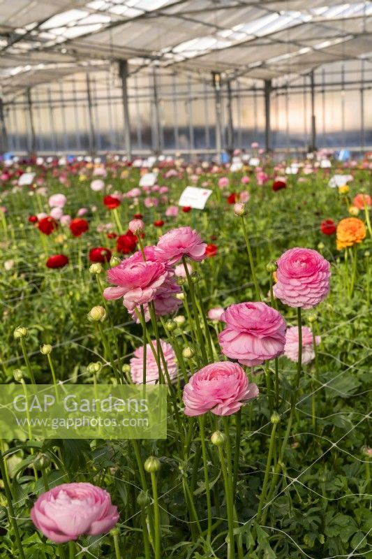 The rows of the Ranunculus hybrids Elegance line 'Pastello' in glasshouse of the Biancheri creazioni company, a breeder and producer of Ranunculus and Anemones bulbs.
Camporosso, Riviera dei Fiori, Italy
