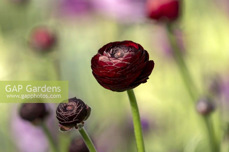 Ranunculus asiaticus, Persian Buttercup 'Elegance line, Nero'
